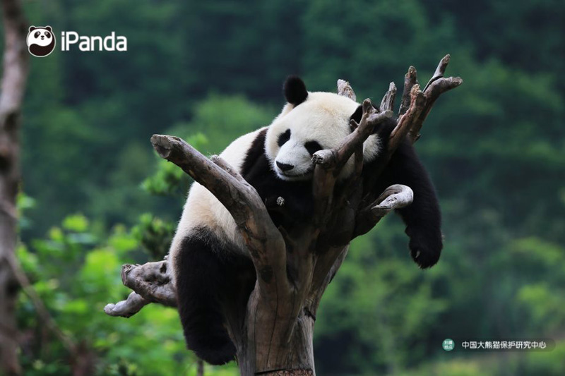 panda on tree