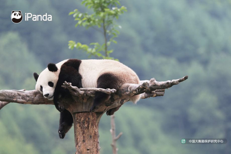 panda on tree