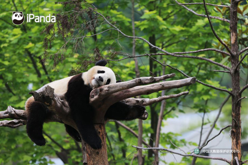 panda on tree