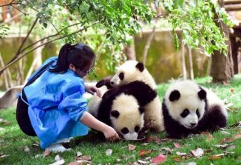 feed panda