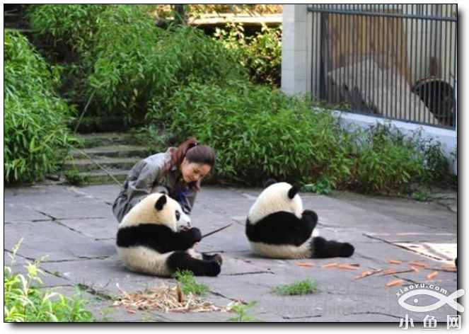 visit panda