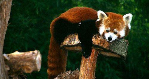 red panda