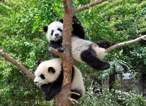 panda play