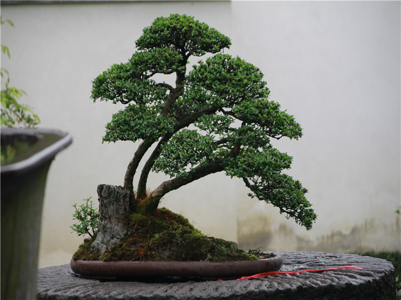 china bonsai