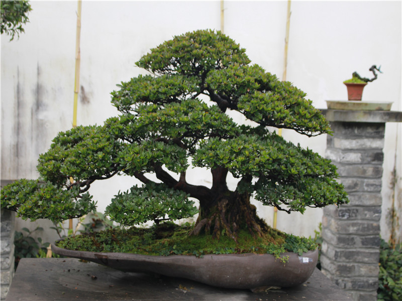 china bonsai