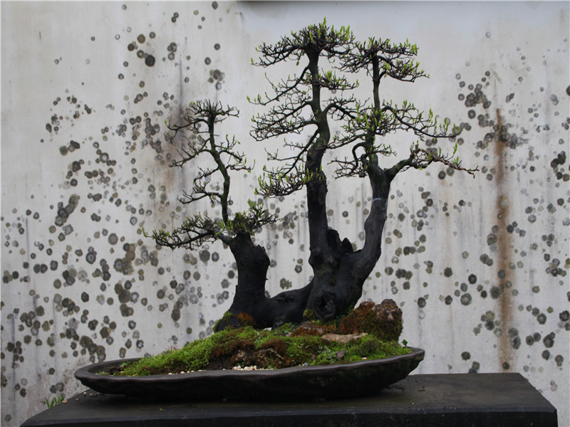 china bonsai