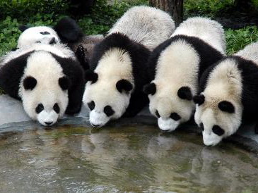 Panda Breeding and Research Center