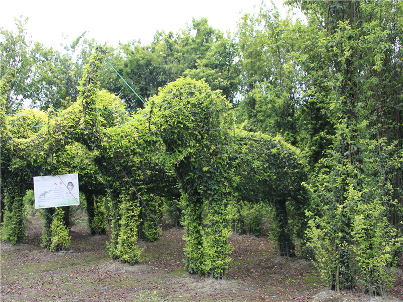 animal bonsai