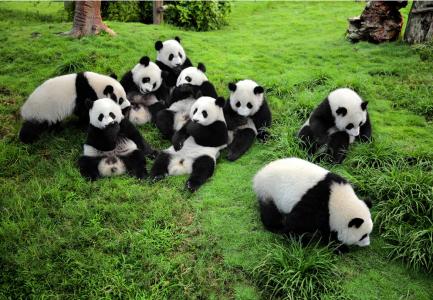 panda travel