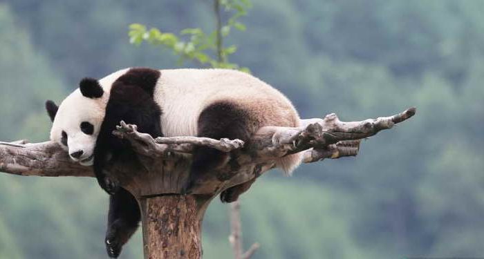 panda on tree