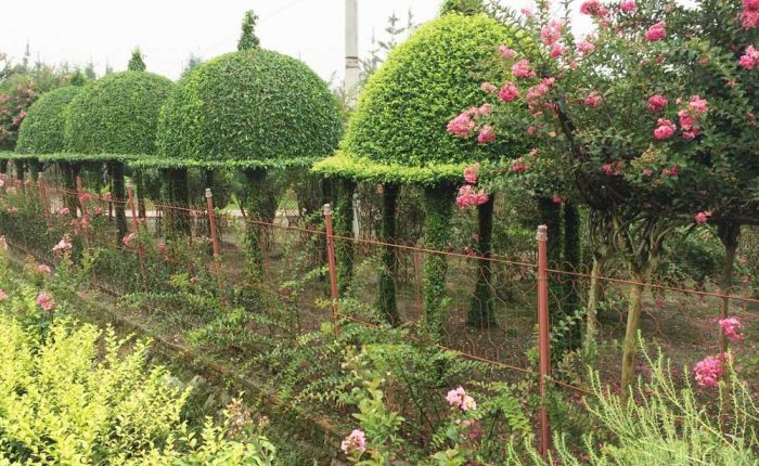 bonsai park