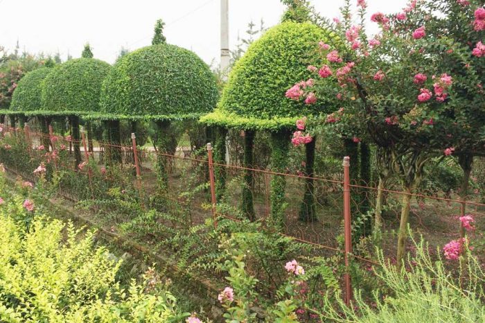 bonsai park