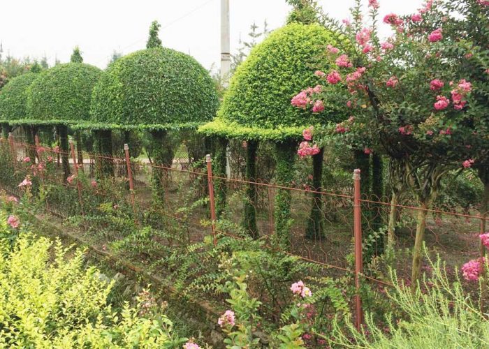 bonsai park