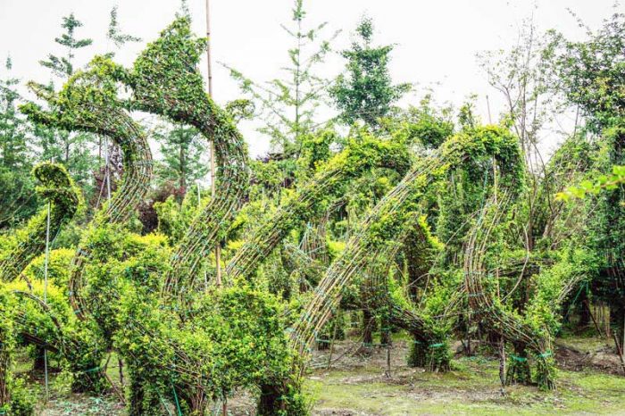 bonsai park