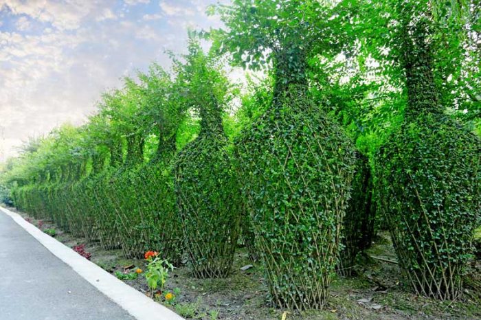 bonsai park