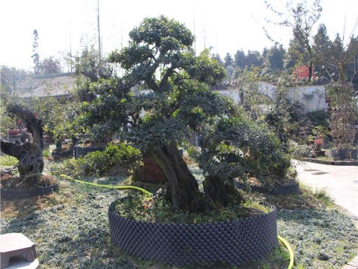 bonsai