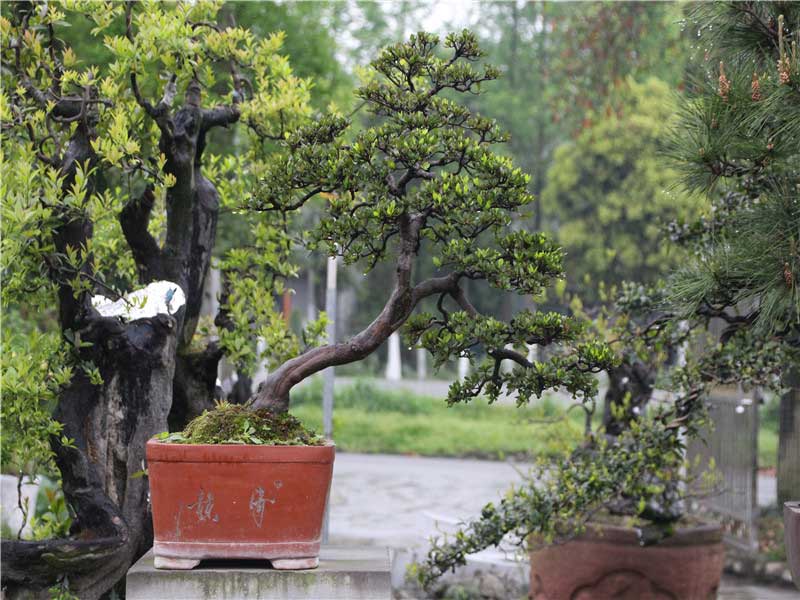Bonsai  Park 01