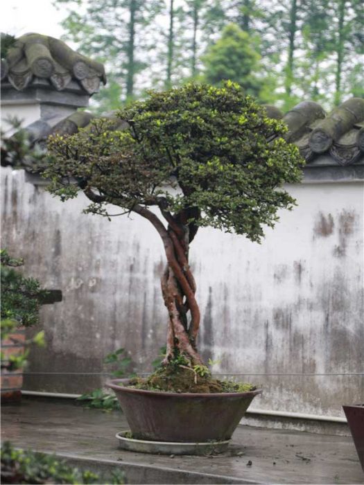 bonsai