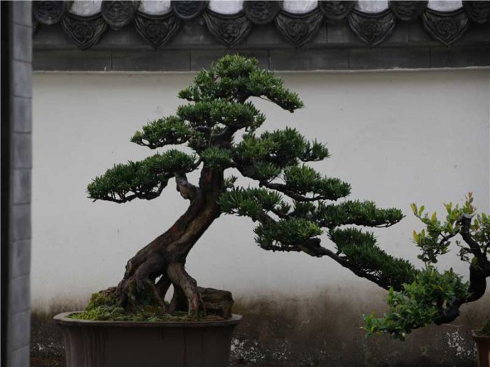 bonsai