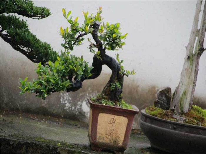 bonsai