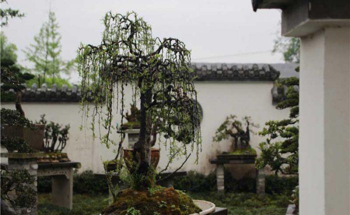 bonsai021