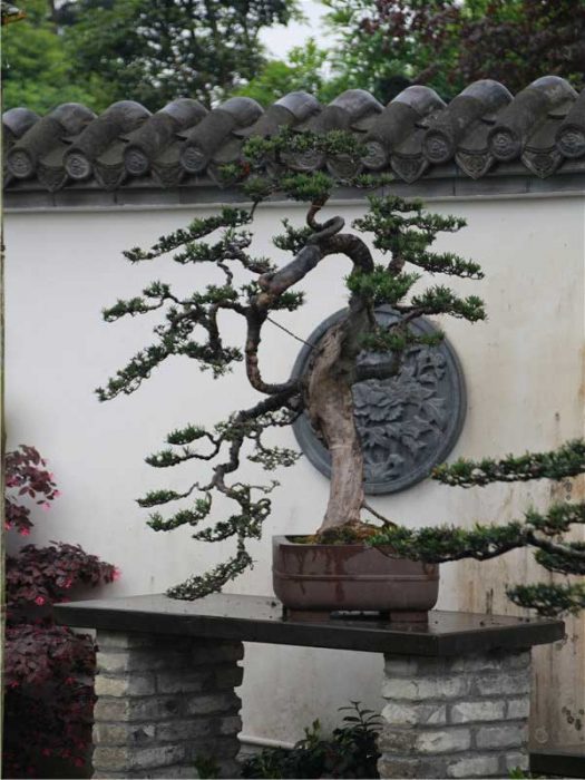 bonsai022