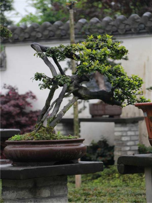 bonsai023