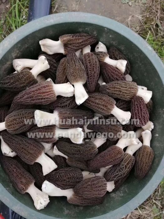 Delicious Morel in Aba Plateau