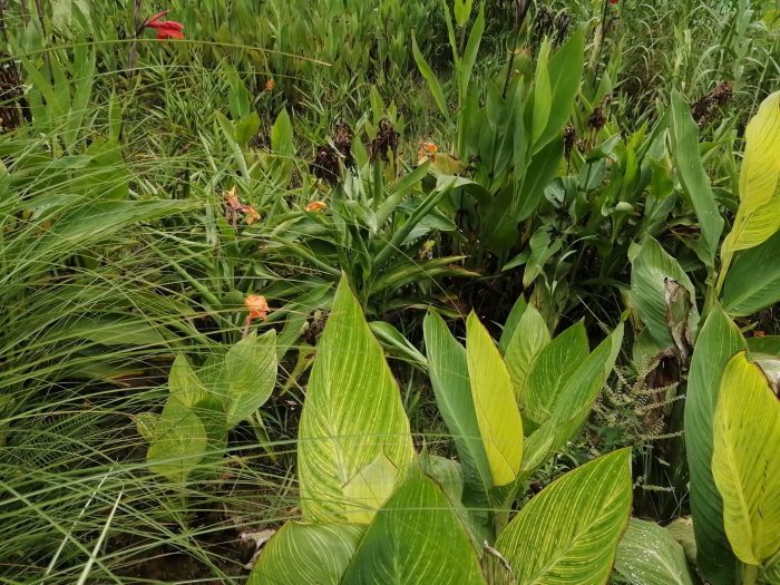 水生植物有那些？水生植物的生长习性介绍