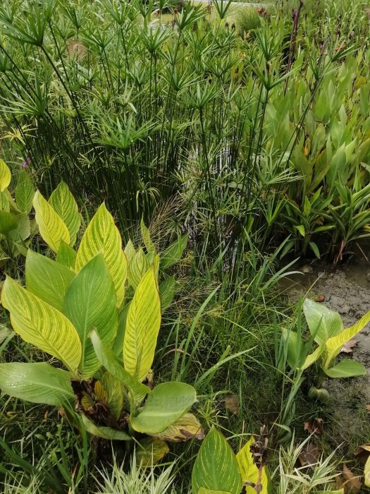 水生植物有那些？水生植物的生长习性介绍