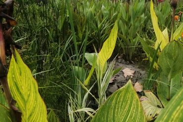 水生植物有那些？水生植物的生长习性介绍