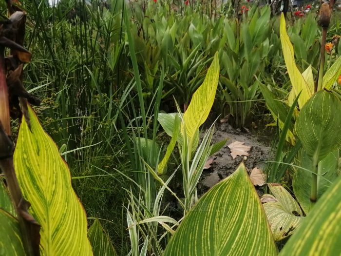 水生植物有那些？水生植物的生长习性介绍