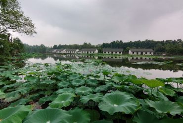 荷花，成都水生植物基地大量荷花出售种植