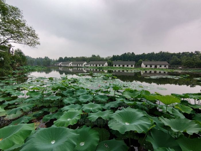 荷花，成都水生植物基地大量荷花出售种植