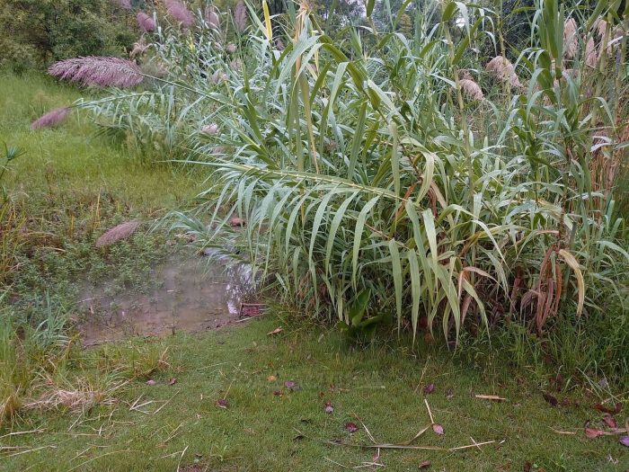 水生植物湿地公园景观打造，芦竹、旱伞草、细叶芒多种水生植物