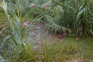 水生植物有挺水植物浮叶植物等，建设成都水生植物资源基地