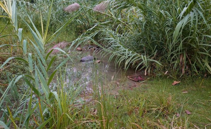 水生植物有挺水植物浮叶植物等，建设成都水生植物资源基地