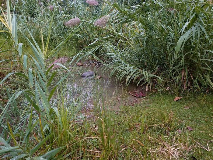 水生植物有挺水植物浮叶植物等，建设成都水生植物资源基地