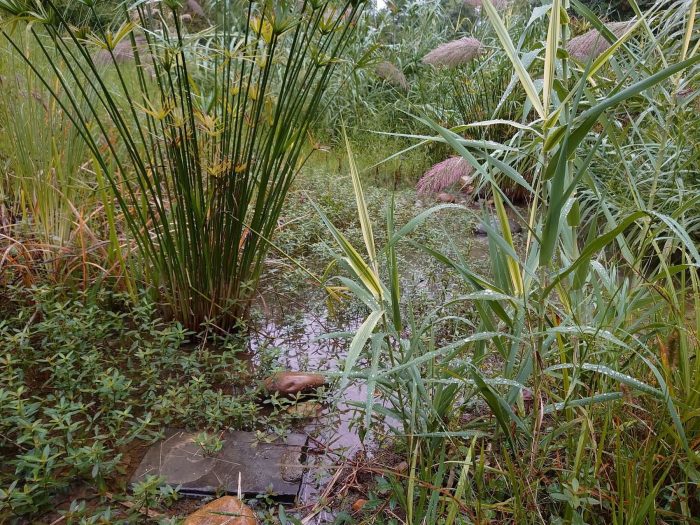 水生植物有挺水植物浮叶植物等，建设成都水生植物资源基地