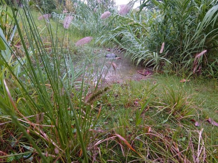 水生植物有挺水植物浮叶植物等，建设成都水生植物资源基地