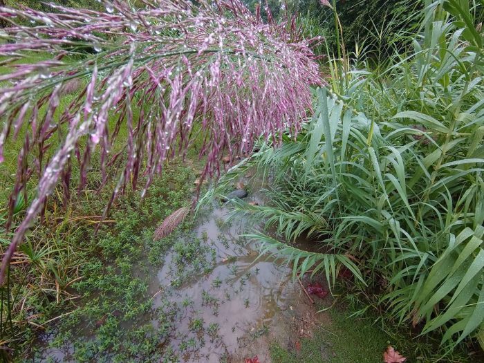 常见水生植物有那些？水生植物景观打造要讲究方式方法