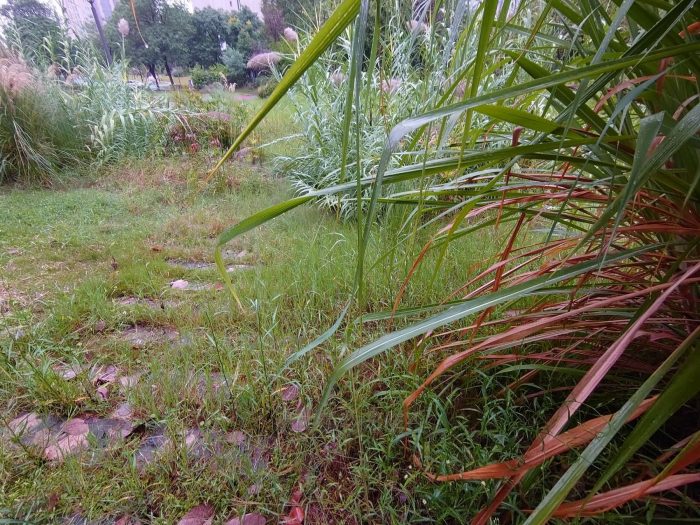 水生植物湿地公园景观打造，芦竹、旱伞草、细叶芒多种水生植物