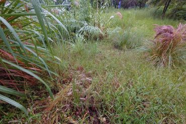 水生植物湿地公园景观打造，芦竹、旱伞草、细叶芒多种水生植物