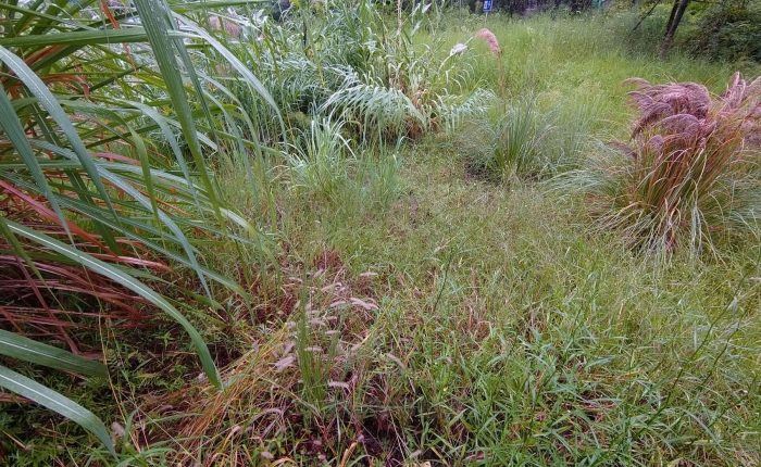 水生植物湿地公园景观打造，芦竹、旱伞草、细叶芒多种水生植物