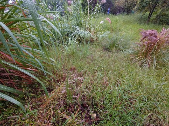 水生植物湿地公园景观打造，芦竹、旱伞草、细叶芒多种水生植物