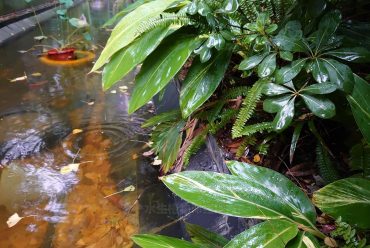 住宅景观水生植物湿地园林施工，荷花睡莲芦竹旱伞草营造湿地水生环境