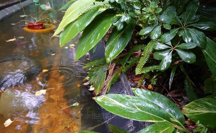 住宅景观水生植物湿地园林施工，荷花睡莲芦竹旱伞草营造湿地水生环境
