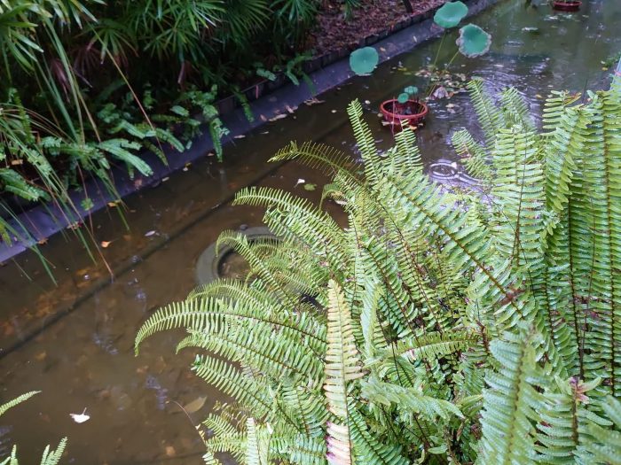 住宅景观水生植物湿地园林施工，荷花睡莲芦竹旱伞草营造湿地水生环境