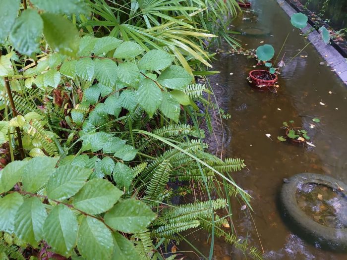 住宅景观水生植物湿地园林施工，荷花睡莲芦竹旱伞草营造湿地水生环境