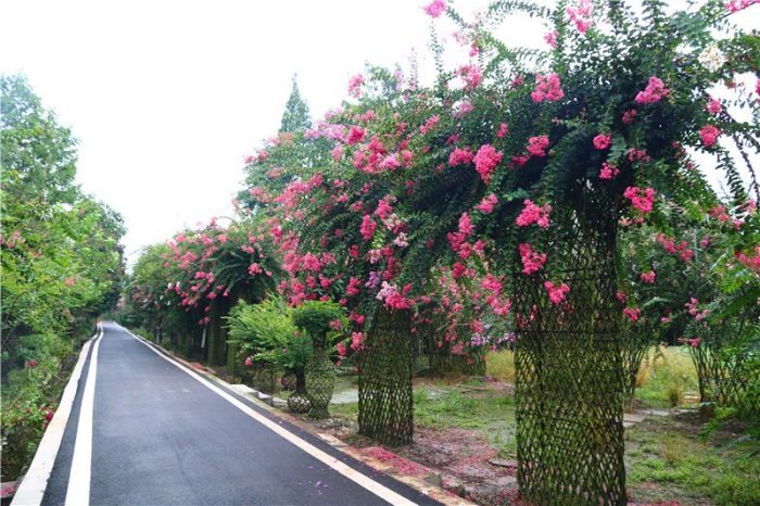 Why We Say International Horticultural Exhibition 2024 Chengdu Is A Dream World Tour? 
